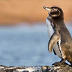 Galapagos Penguin